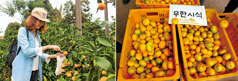 [左圖]遊客可在果園採收新鮮的柑橘 (最南端體驗農場)。[右圖]濟州柑橘秋季盛產，相當有名。