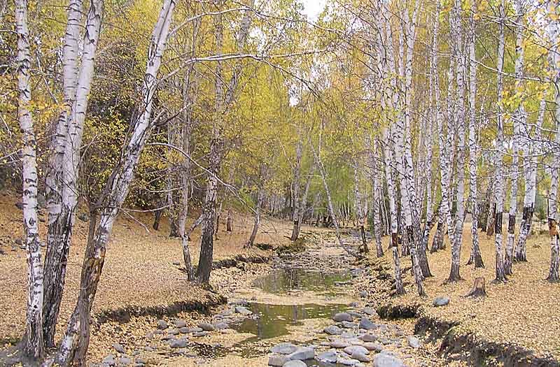 北疆最美麗也是保存最完整民族傳統的禾木村