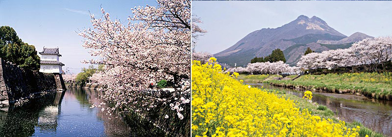 [左]大分城址公園、[右]大分川油菜花與櫻花